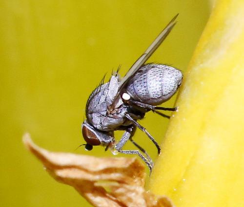 Leucopis sp.